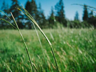 象棋